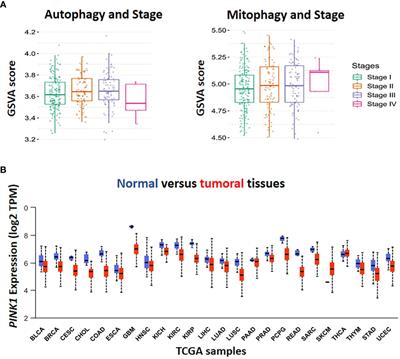 P53/NANOG balance; the leading switch between poorly to well differentiated status in liver cancer cells